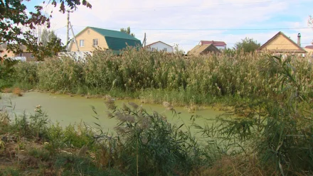 Камыши на одной из улиц Астрахани создают опасность для жителей