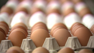 Как сегодня обстоят дела на астраханской птицефабрике “Степная”