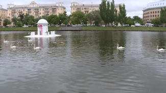 На Лебедином озере в Астрахани появились новые лебеди