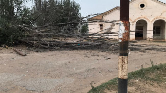 В Минздраве сообщили о состоянии девочки, на которую упало дерево под Астраханью