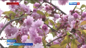 В Астрахани цветет сакура