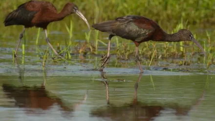 В Астраханской области обновили и переиздали Красную книгу