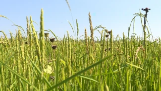 Астраханские учёные разработали технологию возделывания суходольного риса