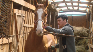 В Астраханской области выращивают первоклассных скаковых лошадей