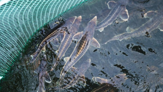 В Астраханской области на инспектора ГИБДД завели дело за незаконный оборот осетровых