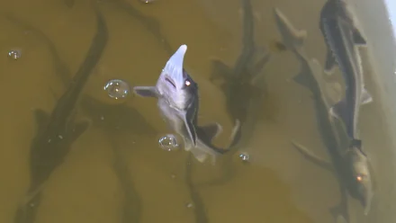 В Астраханской области появилось новое предприятие по разведению осетровых рыб