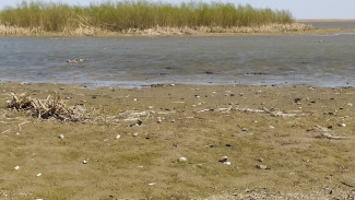 Опасный для дельты Волги вид моллюсков обнаружили в Астраханской области