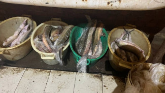 У астраханца нашли 50 кг осетровых без документов