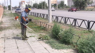 В Астрахани коммунальщики приступили к скосу сорной растительности