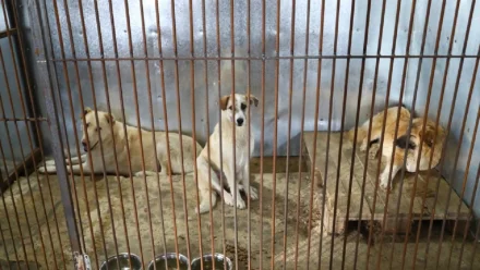 В Астрахани начнут работать частные приюты для бездомных собак