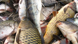 Астраханца обвиняют в незаконной добыче почти 100 кг рыбы