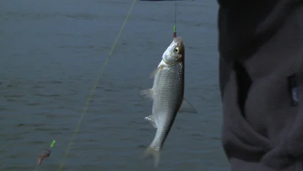 В Астраханской области предлагают запретить вылов воблы в начале апреля