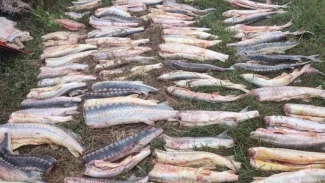 Под Астраханью задержали 5 браконьеров с краснокнижными рыбами