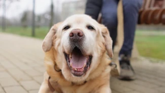 Как в Астрахани обучают собак-поводырей