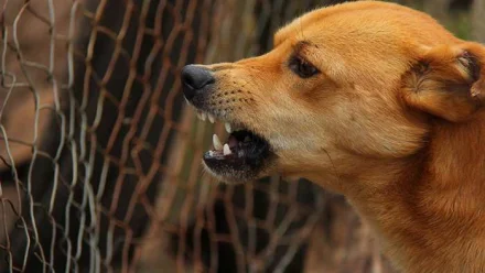 В январе в Астраханской области 408 человек были укушены собаками