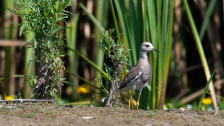 В Астраханском заповеднике учёные обнаружили редкую белохвостую пигалицу