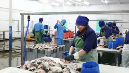 В Астраханской области наращивают добычу и переработку рыбы