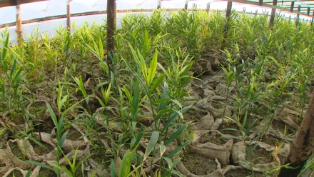 В Красноярском округе впервые высадили имбирь