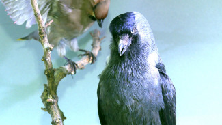 В Астраханском краеведческом музее представили выставку птиц 