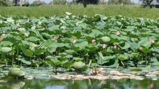 Стала известна причина замора рыбы в селе Тумак Астраханской области