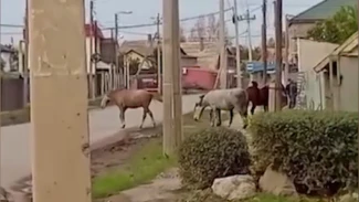 Жителей астраханского посёлка терроризируют безнадзорные лошади