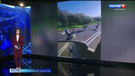 В социальных сетях астраханцы поделились необычным видео