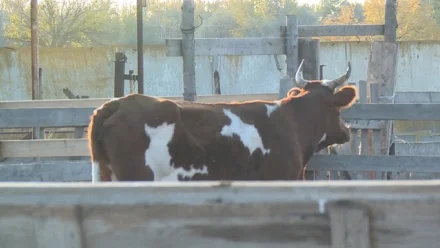 В одном из сёл Астраханской области введён карантин по бруцеллёзу