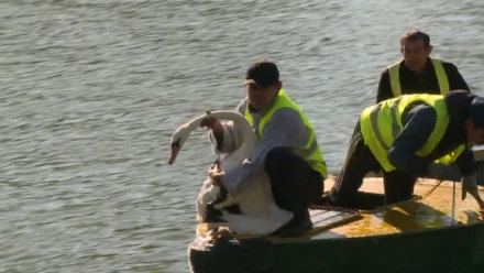В Астрахани лебеди отправились на зимовку в теплицу