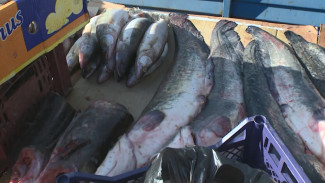 Астраханская полиция провела рейд по выявлению незаконной торговли рыбой