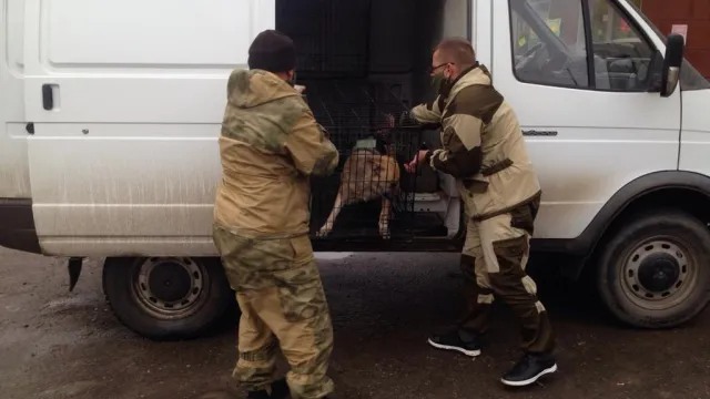 В Астрахани жители препятствуют отлову бездомных собак