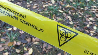 В Советском районе Астрахани выявили очаг бешенства