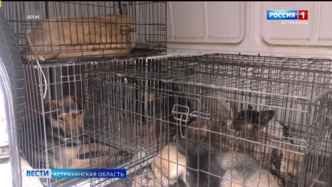 В Астраханской области снизилось число пострадавших от укусов бездомных собак больше чем на 12%