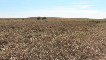 В Астраханской области выявили более 100 гектаров неиспользованных сельхозземель 