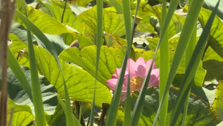 Астраханский геоботаник развеяла мифы о лотосах и рассказала о их полезности