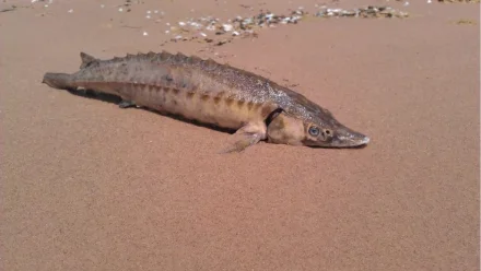 Под Астраханью в комплексе «БИОС» из-за халатности погибли 89 белуг