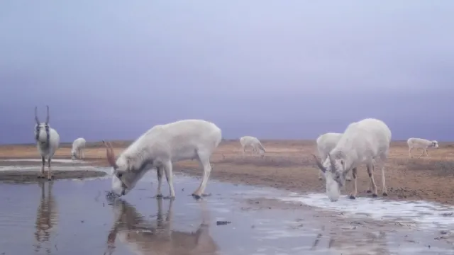 В Астраханской области число сайгаков в живой природе достигло 12 тысяч