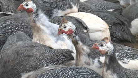 В Астраханской области сформировали хозяйство по разведению цесарок