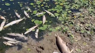 В Астраханской области проверяют сообщение о заморе рыбы в селе Тумак