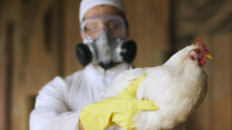 В Астраханской области работники птицефабрики переболели птичьим гриппом