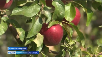 Студенты-агрономы из АГУ учатся профессии в яблоневом саду