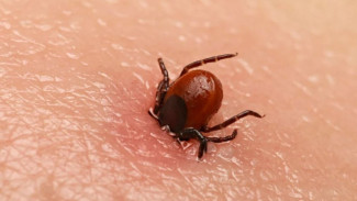 В Астраханской области зафиксирован летальный случай от укуса клеща