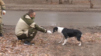 К 3 декабря хотят отловить более 1,5 тысяч бездомных собак в Астрахани