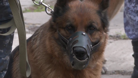 В Астрахани прошли соревнования по многоборью кинологов - специалистов УФСИН