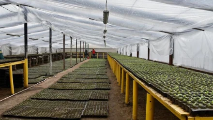 В Астрахани высадят порядка 5-6 тысяч деревьев и кустарников