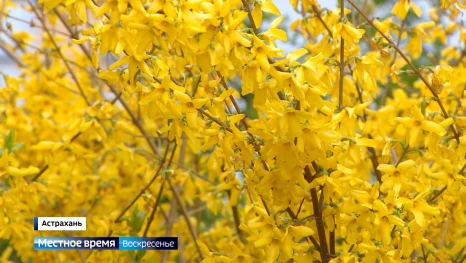 Сезон весенней аллергии в Астрахани