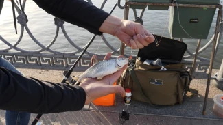 В Астраханской области запрет на вылов воблы планируют продлить до 2027 года