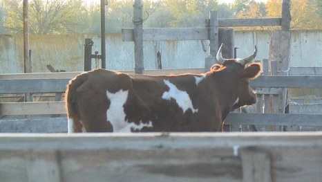 В Астраханской области ужесточают правила выпаса сельскохозяйственных животных