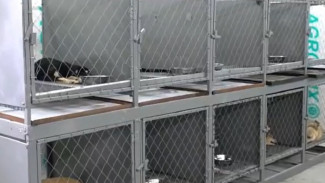 В Астрахани заработал центр спасения для бездомных собак