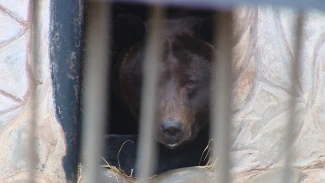 Как животные в астраханском зоопарке живут в ожидании настоящей зимы