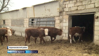 В Астраханской области начался отел крупного рогатого скота